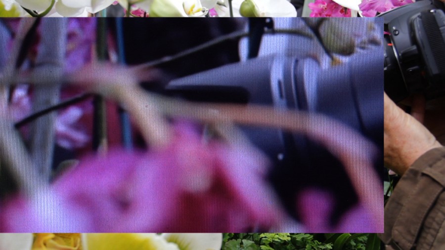 A.K. Burns, Orchid Show